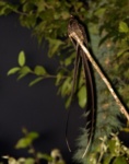 Lyre-tailed Nightjar
